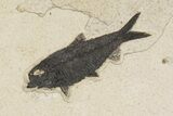 22.5" Fossil Fish (Knightia) Mortality Plate - Wyoming - #203223-5